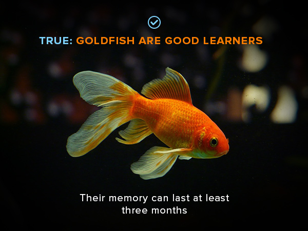 Goldfish fact: they are good learners and their memory can last three months